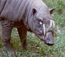 The babirusa hog