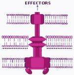 Molecular schematic of the type III injection system